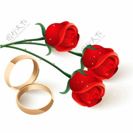 矢量戒指和玫瑰图片