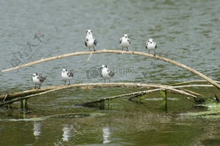湖面上的一群小鸟