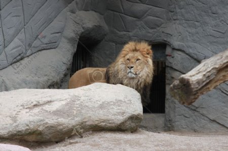 动物园里的狮子