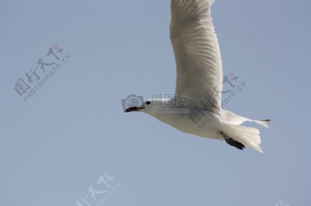 空中翱翔的白鸟