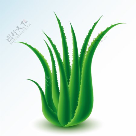 绿色芦荟植物插画