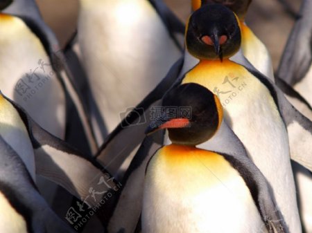 一群的小企鹅