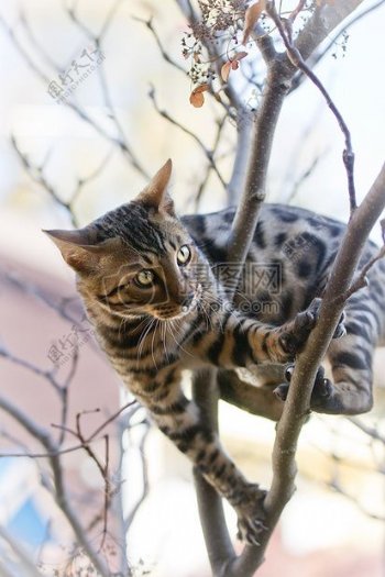 孟加拉小猫爬上树