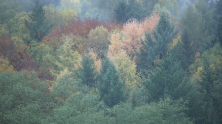 树木在秋天的德国股票视频视频免费下载