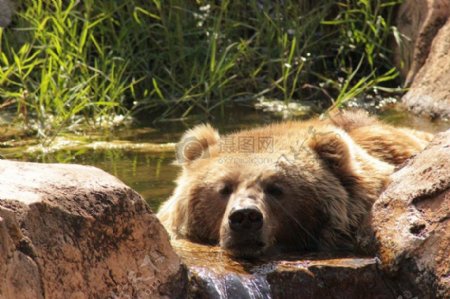 棕色的熊在水中