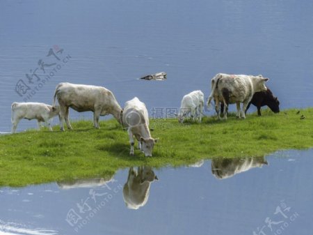 草地上的草和牛