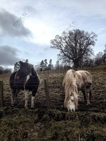 农场的两匹马