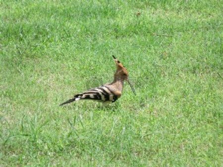 草地上的啄木鸟