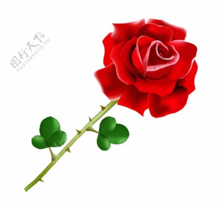 盛开的红色玫瑰花矢量图