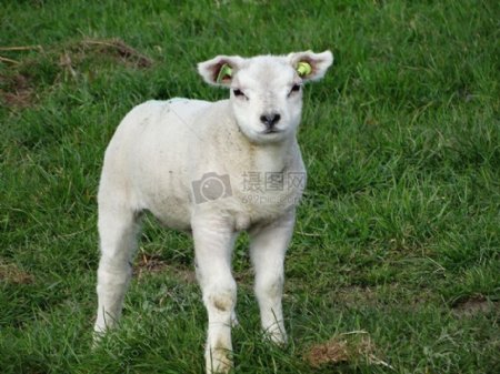 草坪上的小羊羔