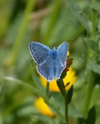 蓝色的蝴蝶停在花上
