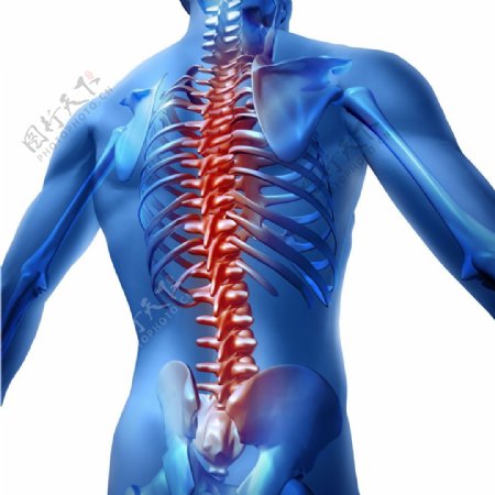 人体脊椎模拟图图片