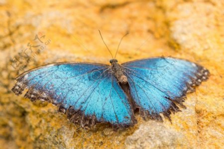岩石上的蓝色蝴蝶