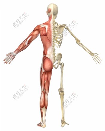 人体背面骨骼图片