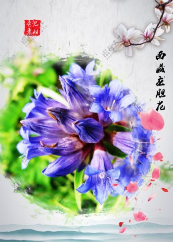 西藏龙胆花