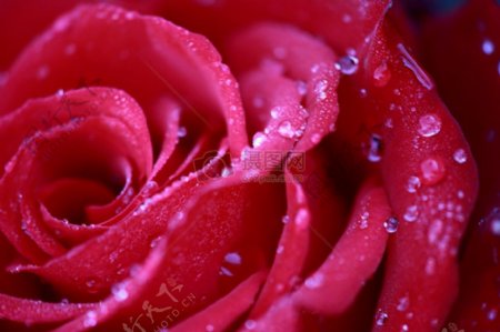 红彤彤的玫瑰花