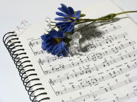 音乐书上的蓝色小花