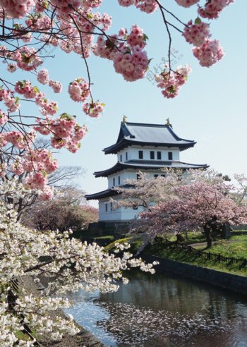 日本樱花建筑风景图片