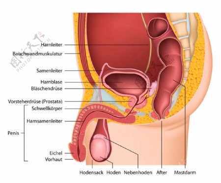 男性生殖器官图片