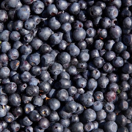 新鲜营养的蓝莓