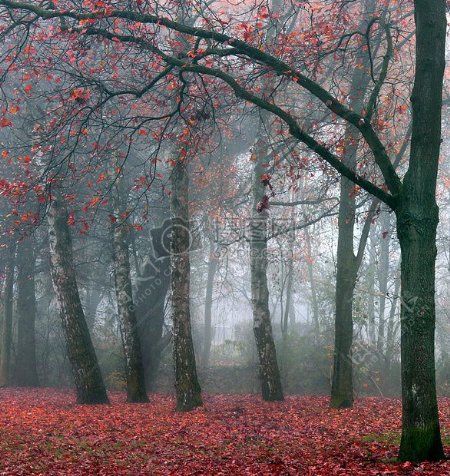 铺满红色落叶的森林