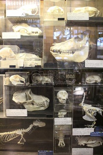 展示博物馆头骨动物头骨