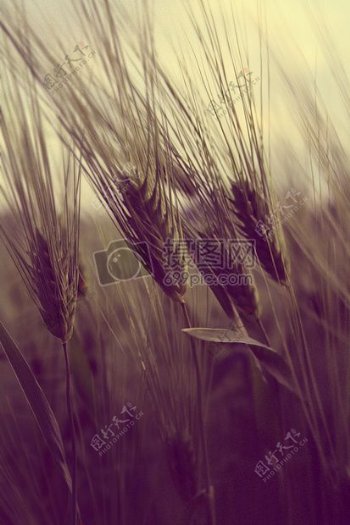 场农业养殖小麦水稻作物