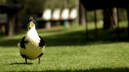 鸽子动物草坪视频