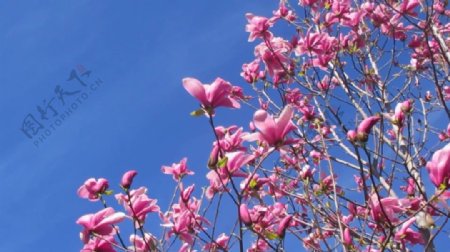 蓝天桃花树木视频