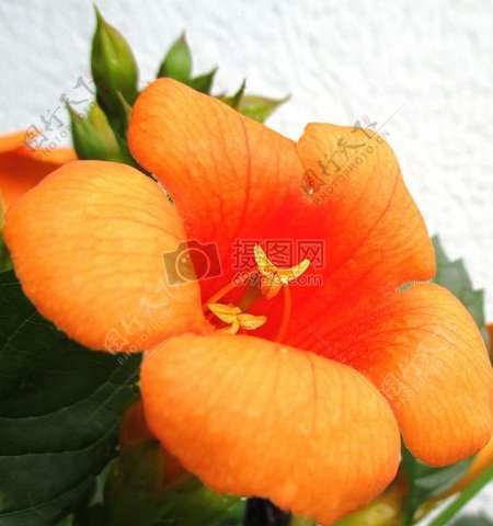 鲜艳的橙色花朵