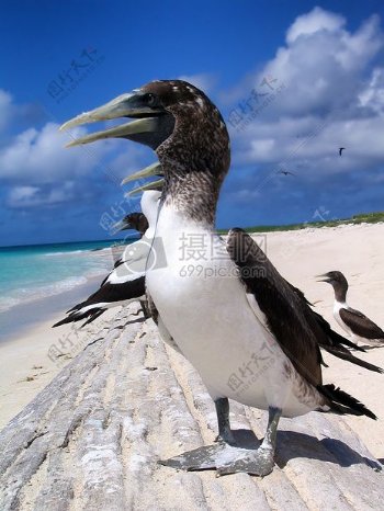 海洋天空鸟沙滩沙水云海洋外鸟类皇室成员自由蒙面诱杀