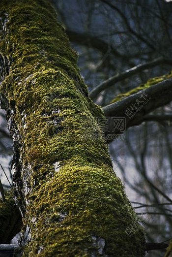 木材青苔树干树分支