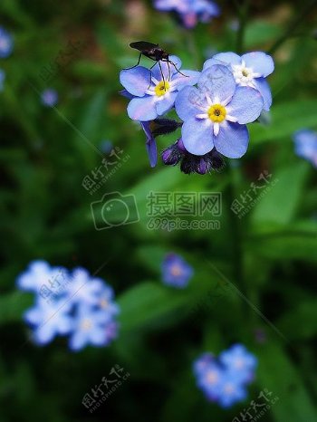 可爱的蓝色小花