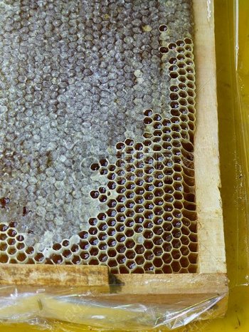 蜂蜜生产的景象