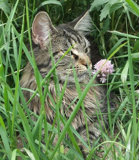 草丛里的猫咪