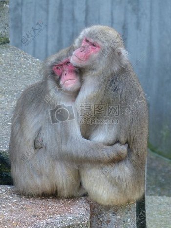 抱在一起的两只猴子