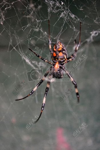 网上的彩色蜘蛛