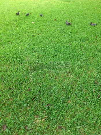 草地上觅食的鸽子