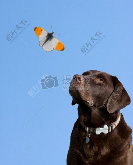 看着蝴蝶飞翔的狗