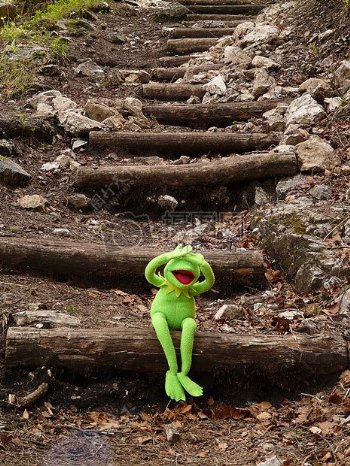 木质楼梯上的青蛙