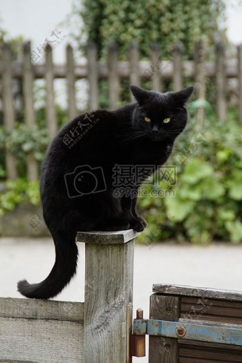 栅栏上的小黑猫