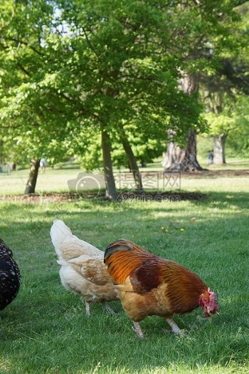 鸡母鸡家禽农场鸟动物农业食品牲畜自然公鸡