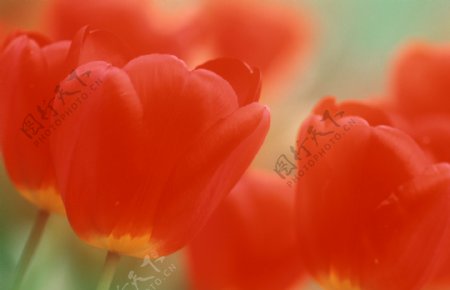 郁金香花朵摄影图片