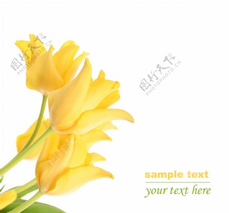 黄色鲜花背景图片