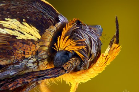 蜜蜂类昆虫微距图片