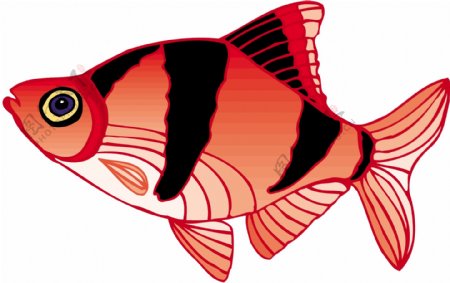 五彩小鱼水生动物矢量素材EPS格式0042