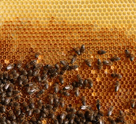 蜂窝里的蜂蜜与蜜蜂图片