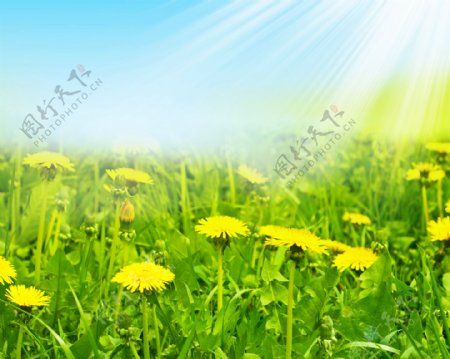 阳光与鲜花草地风景图片