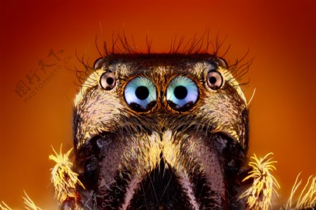 昆虫类眼睛微距图片