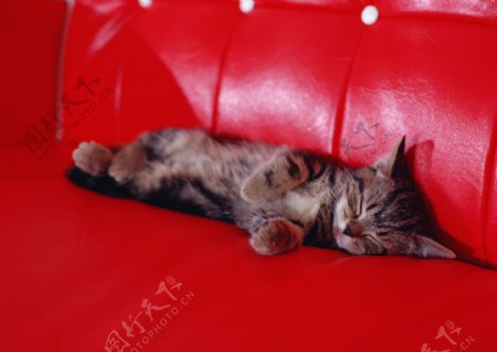 侧身睡在红色沙发上的小猫图片